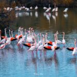 2022-12 - Parc ornithologique du Pont de Gau - Flamants roses - 24